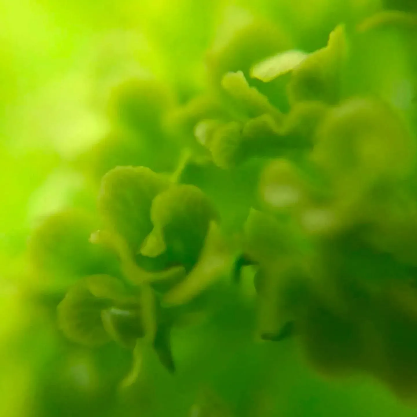 本日はご予約いっぱいになり、受付終わります。